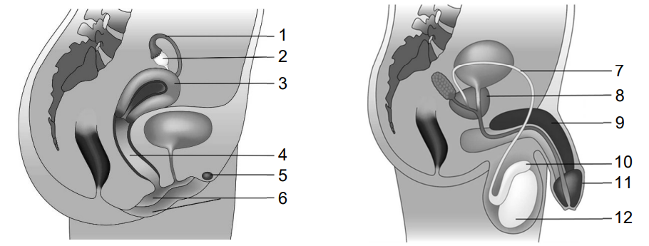 Seitliche schematische Darstellung weiblicher und männlicher Fortpflanzungsorgane mit Beschriftungen